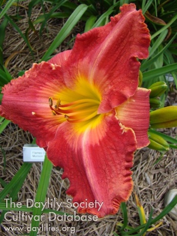 Daylily Flames Over Africa